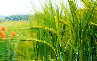 美農(nóng)業(yè)部產(chǎn)量報(bào)告超預(yù)期，谷物價(jià)格跌至四年最低
