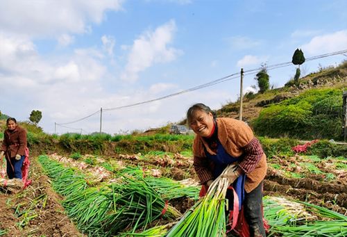 蔥郁龍坪，綠意滿“林”助農(nóng)增收